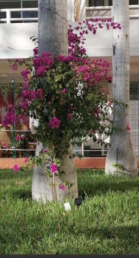 Mama Yumbo Apartment Playa del Ingles  Bagian luar foto